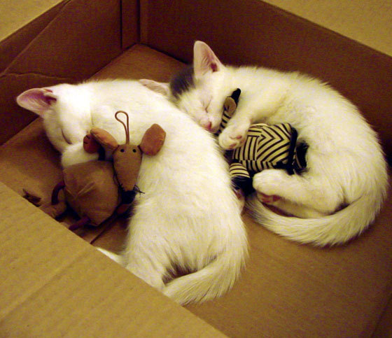 伊布接管世界排名争夺战,土耳其提前终结葡萄牙悬念